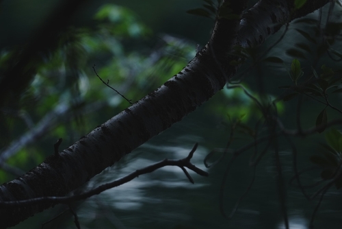 Original Image